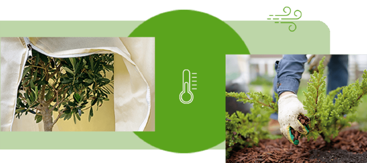 themenwelt so schuetzt du deine Pflanzen vor Frost im Winter 675x300